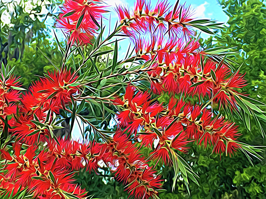 Expressionalism Red Bottlebrush Photograph by Aimee L Maher ALM GALLERY