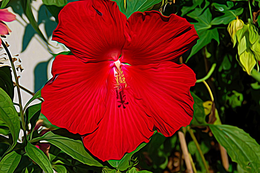 Expressionalism Red Hibiscus Photograph by Aimee L Maher ALM GALLERY
