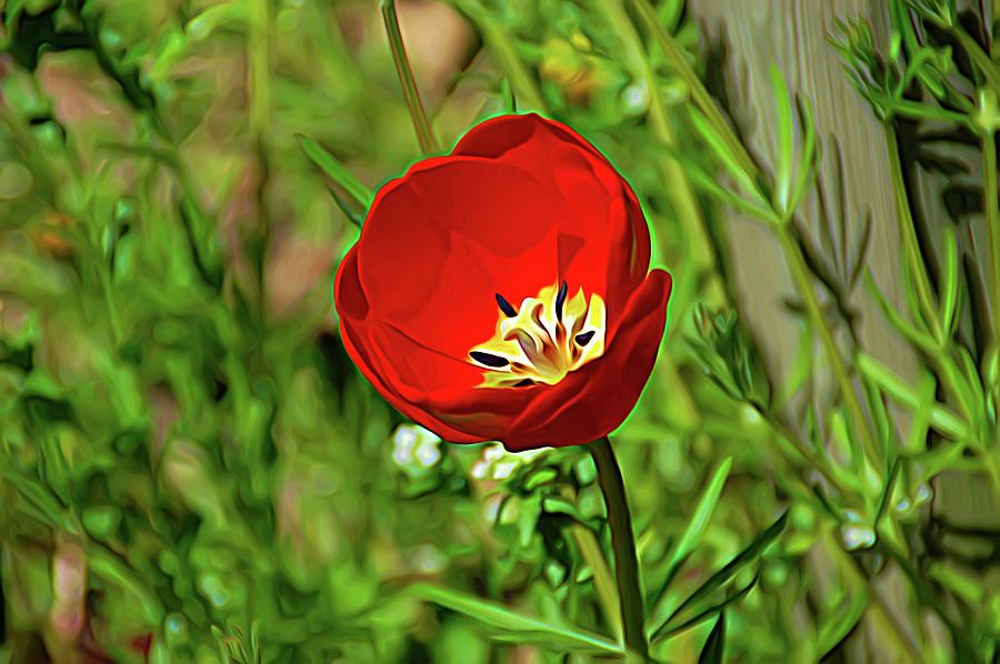 Expressionalism Red Tulip Photograph by Aimee L Maher ALM GALLERY