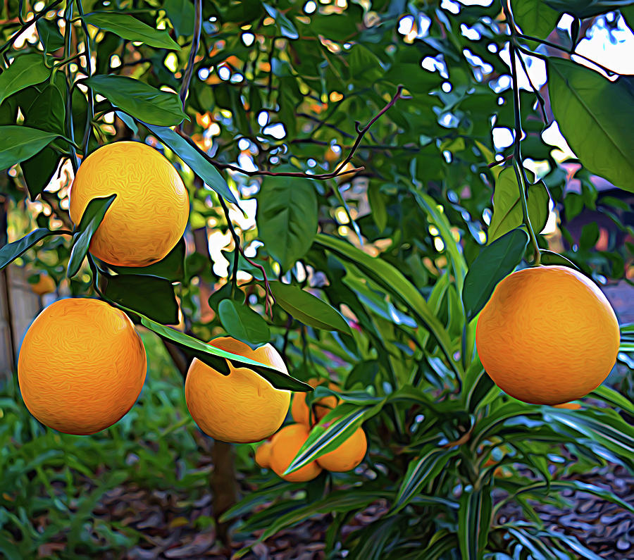 Expressionalism Ripe Oranges Photograph by Aimee L Maher ALM GALLERY