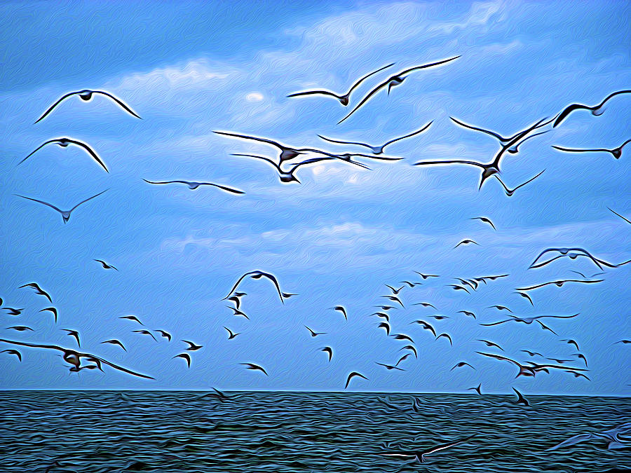 Expressionalism Seagull Flight Photograph by Aimee L Maher ALM GALLERY