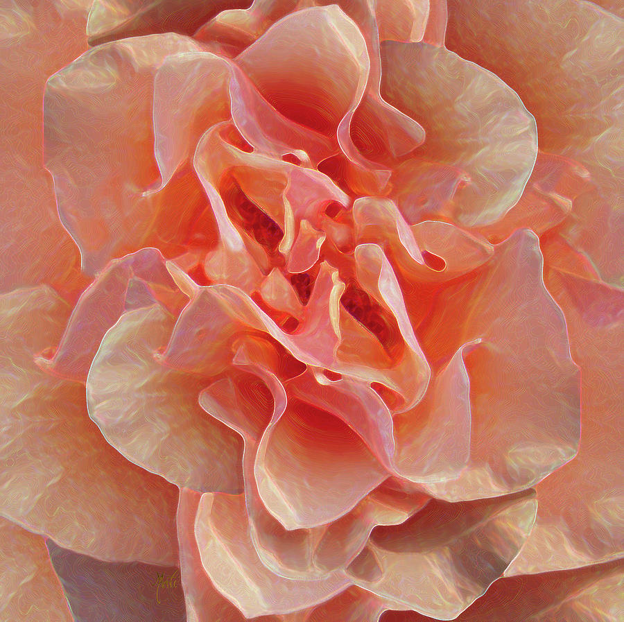 Expressionist Rose Photograph by Michele Avanti