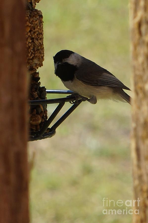 Chickadee Photograph - Expressionless by Maxine Billings