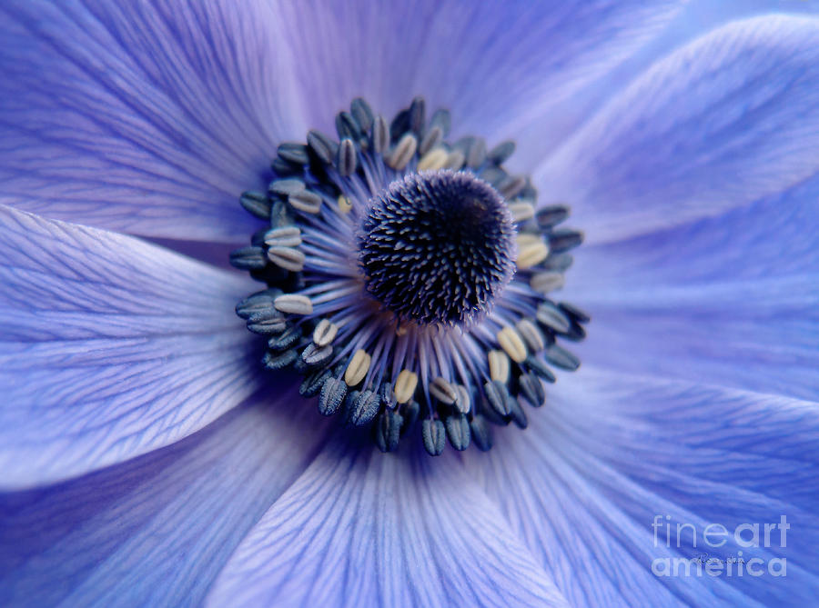 Expressive Blue and Purple Floral Macro Photo 706 Photograph by Ricardos Creations