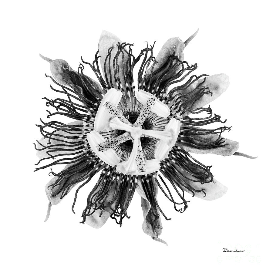 Expressive Passion Flower in Grayscale 50674G Photograph by Ricardos Creations