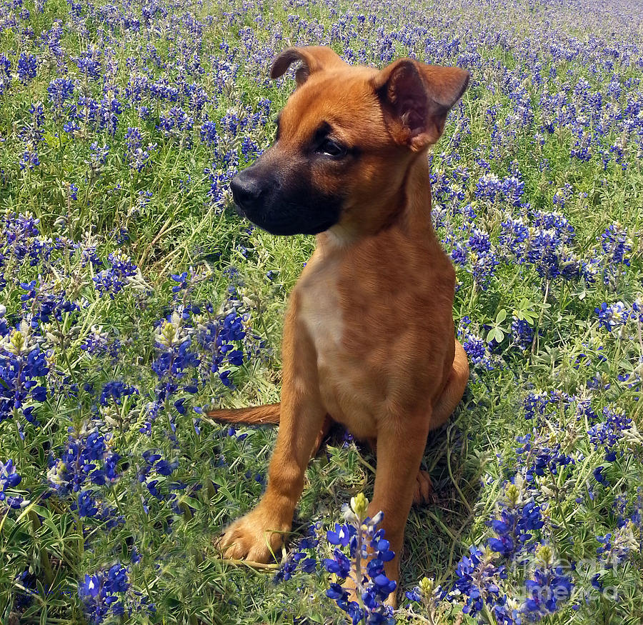 Expressive Puppy and Bluebonnets Photo A19316 Painting by Mas Art Studio