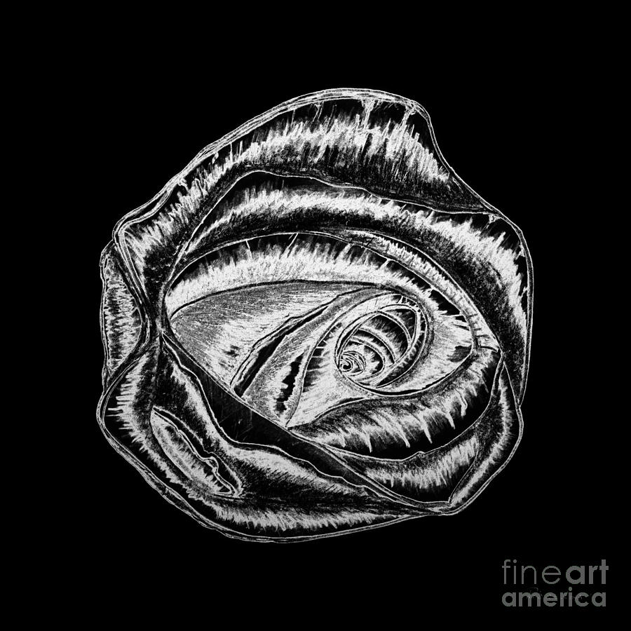 Expressive Rose Black and White A0216B Painting by Ricardos Creations