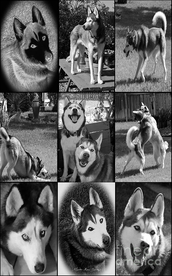 Expressive Siberian Huskies Collage C4517 Mixed Media by Mas Art Studio