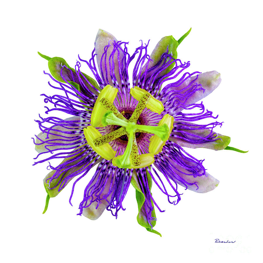 Expressive Yellow Green and Violet Passion Flower 50674A Photograph by Ricardos Creations