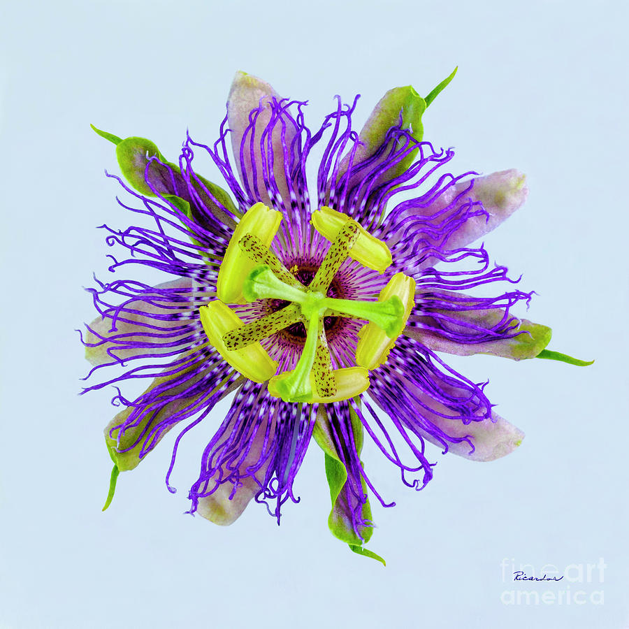 Expressive Yellow Green and Violet Passion Flower 50674B Photograph by Ricardos Creations