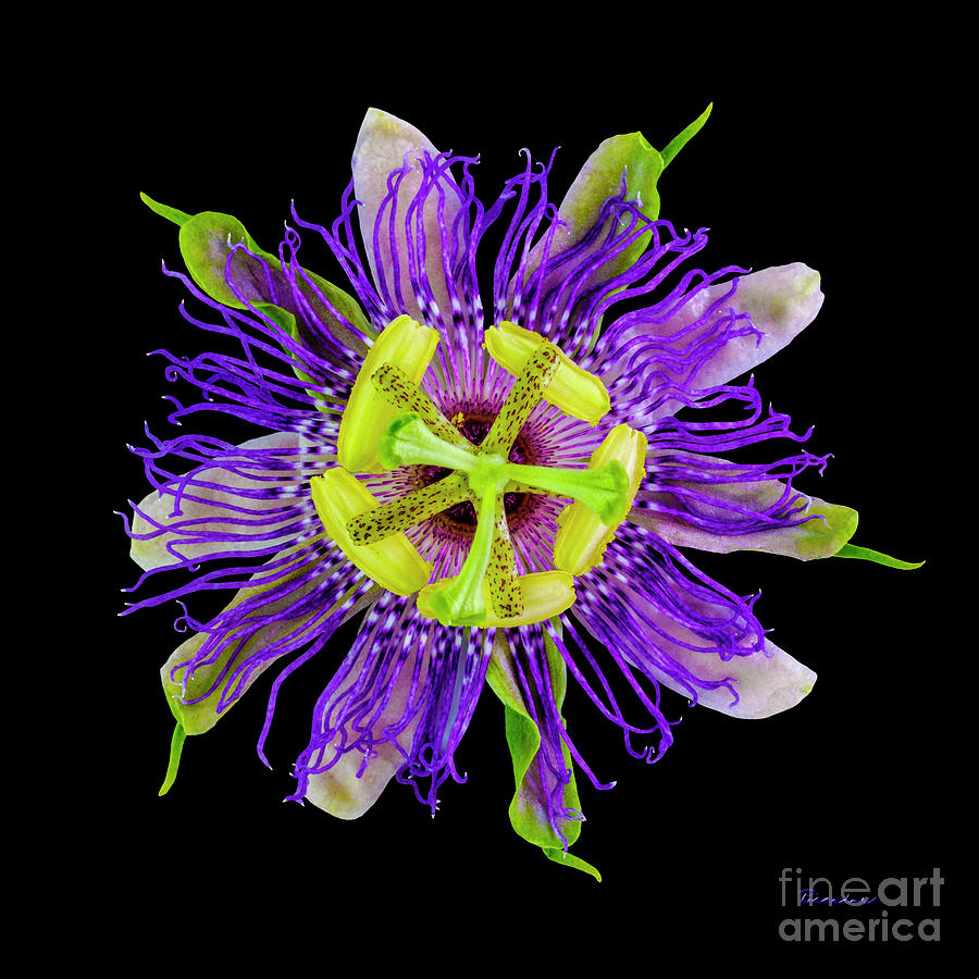 Expressive Yellow Green and Violet Passion Flower 50674C Photograph by Ricardos Creations