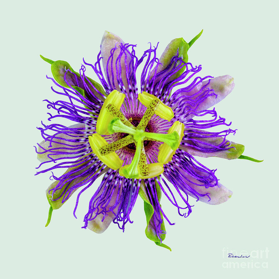 Expressive Yellow Green and Violet Passion Flower 50674L Photograph by Ricardos Creations