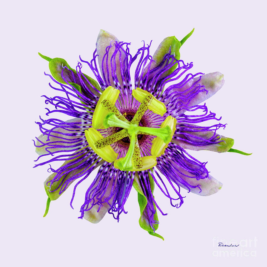 Expressive Yellow Green and Violet Passion Flower 50674V Photograph by Ricardos Creations