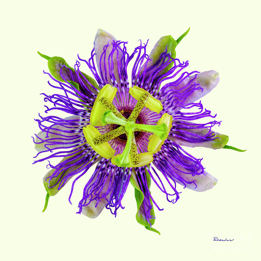 Expressive Yellow Green and Violet Passion Flower 50674Y Photograph by Ricardos Creations