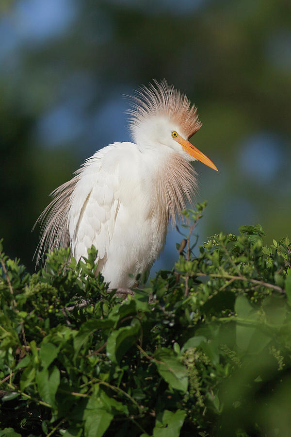Exquisite Egret Photograph by Ronnie Maum
