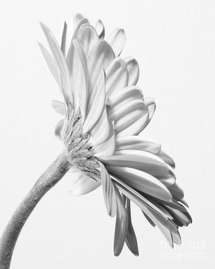 Exquisite Gerbera Daisy  Photograph by Anita Oakley