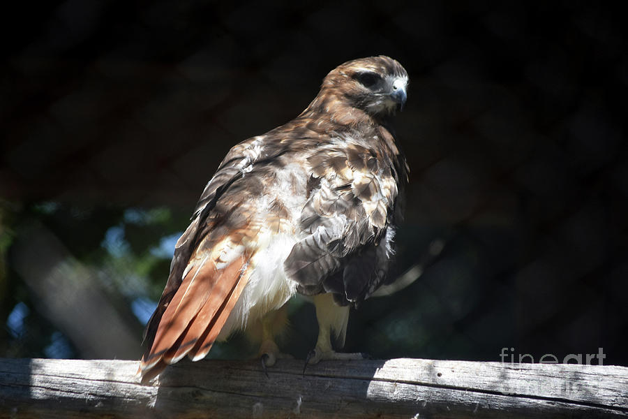Exquisite Look at a Red Tail Hawk Photograph by DejaVu Designs