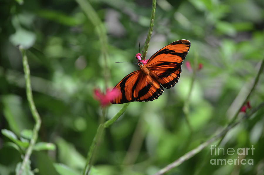 Exquisite Tiny Oak Tiger Butterfly in Nature Photograph by DejaVu Designs