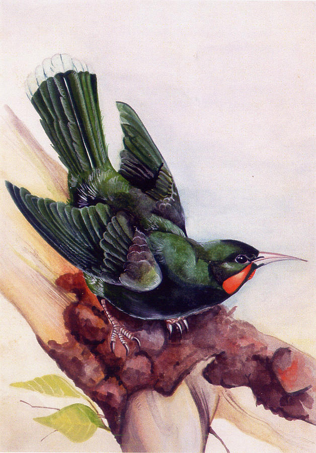 Extinct Birds The Hurais Painting by Debbie McIntyre