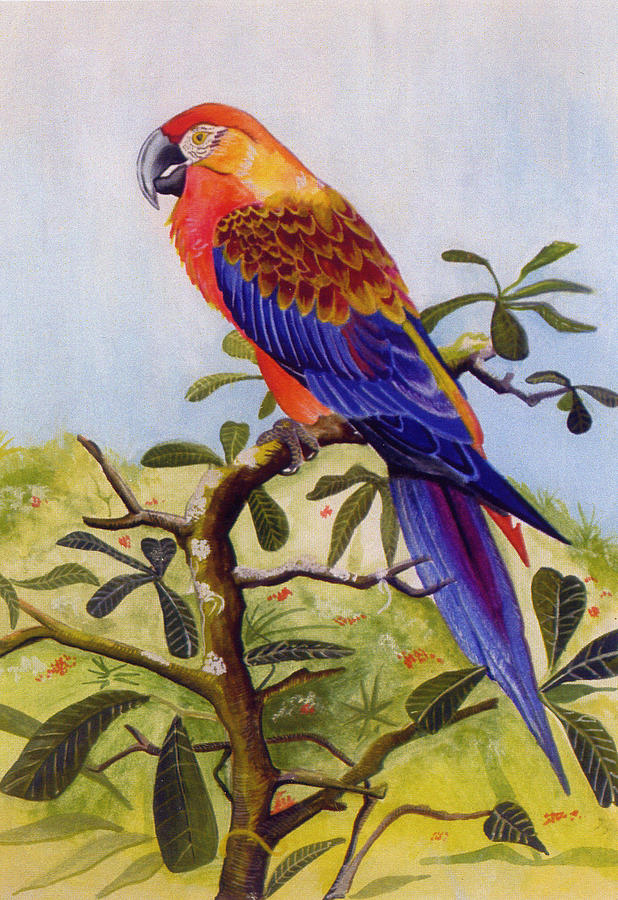 Bird Painting - Extinct Birds The Macaw or Parrot by Debbie McIntyre