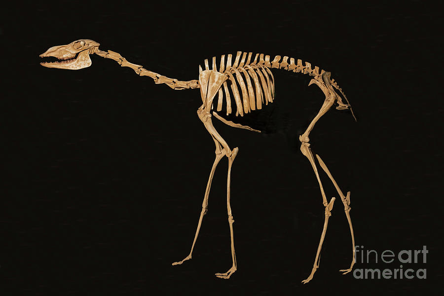 Extinct Camel Photograph by Millard Sharp