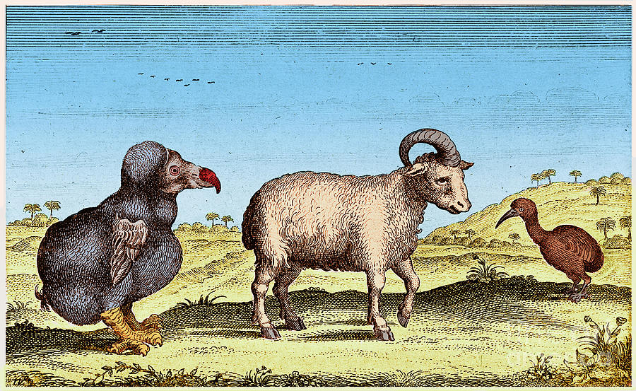 Extinct Dodo, One-horned Sheep, Red Photograph by Science Source