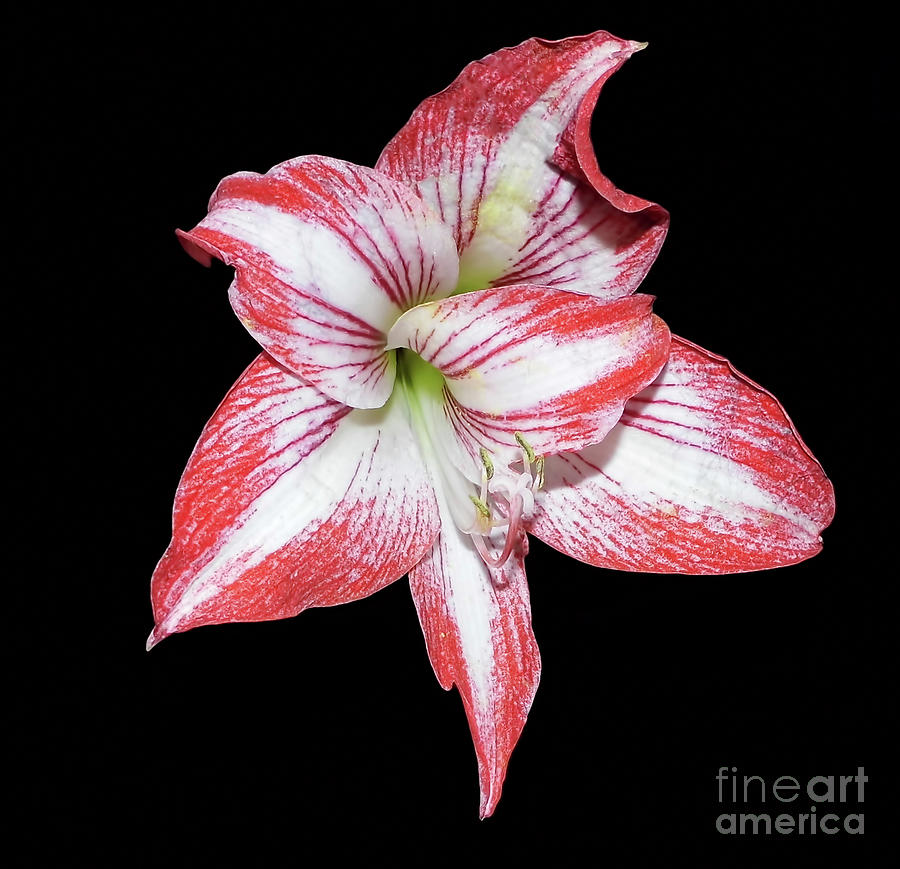 Extra Petal In The Lily Photograph by D Hackett