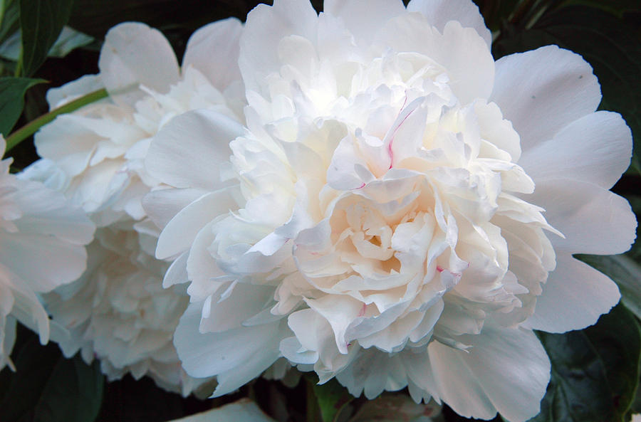 Extravagant Peony by Barbara Jacobs Extravagant Peony by Barbara Jacobs