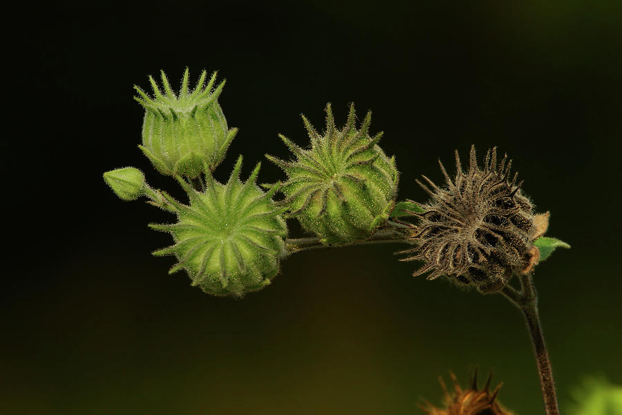 Extravagant Seedpods Photograph by Grant Groberg