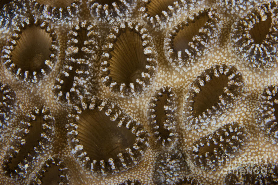 Wildlife Photograph - Extreme Close-up Of A Crust Anemone by Terry Moore