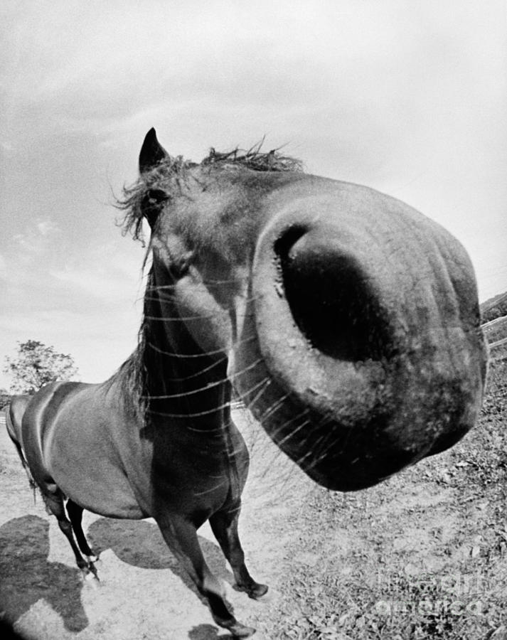 Extreme Closeup Of Horses Muzzle Photograph by H Armstrong Roberts and ClassicStock