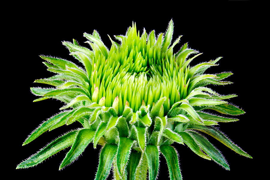 Flowers Still Life Photograph - Extreme Green  by Jim Hughes