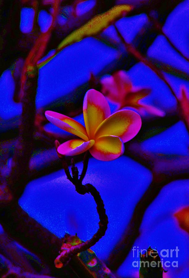 Extreme Plumeria Two Photograph by Craig Wood