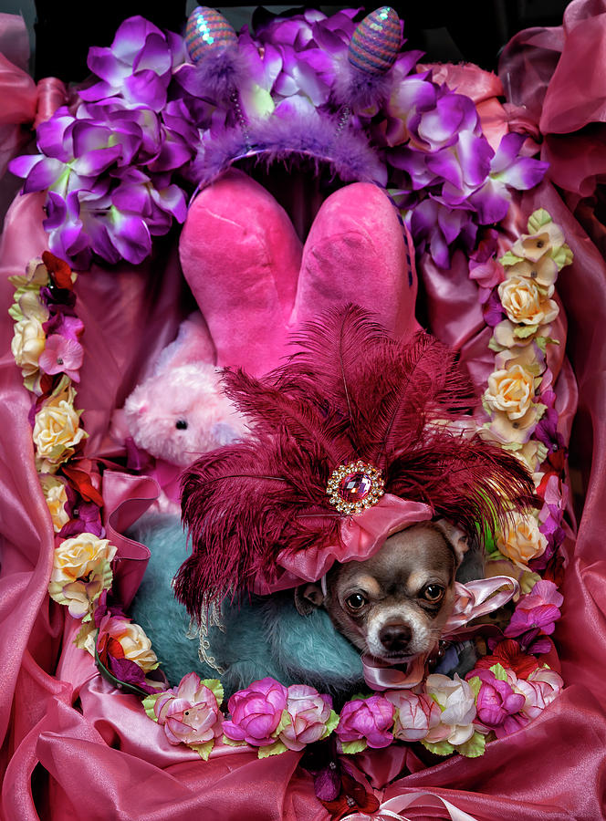 Extremely Festive Chihuahua Photograph by Robert Ullmann