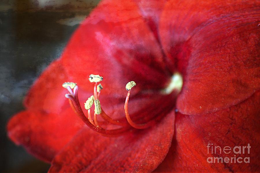 Extrovert Red Floral Abstract Photograph by Ella Kaye Dickey
