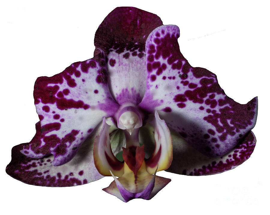 Orchid Photograph - Exultant by Doug Norkum