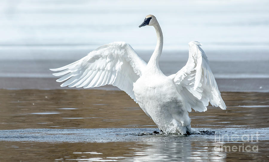 Exultant Trumpeter Swan Photograph by Cheryl Baxter