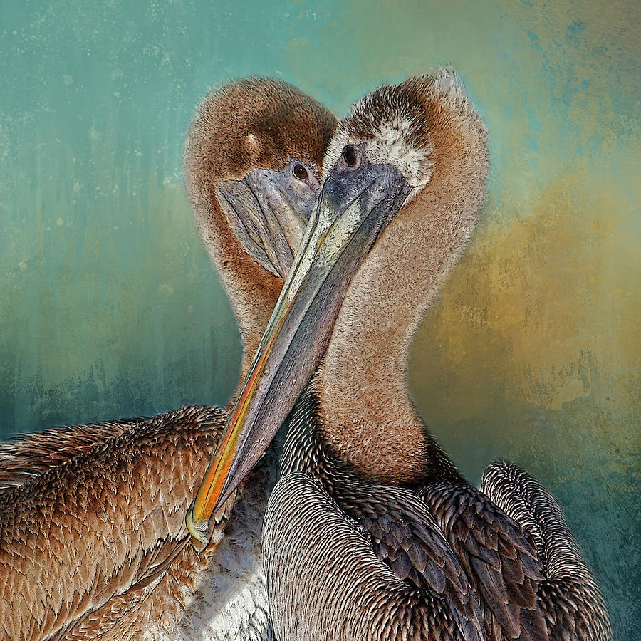 Eye 2 Eye - Heart 2 Heart - Brown Pelican Photograph by HH Photography of Florida