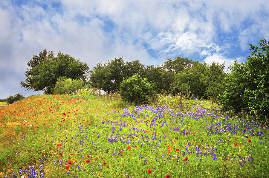 Eye Candy of the Texas Hill Country Photograph by Lynn Bauer