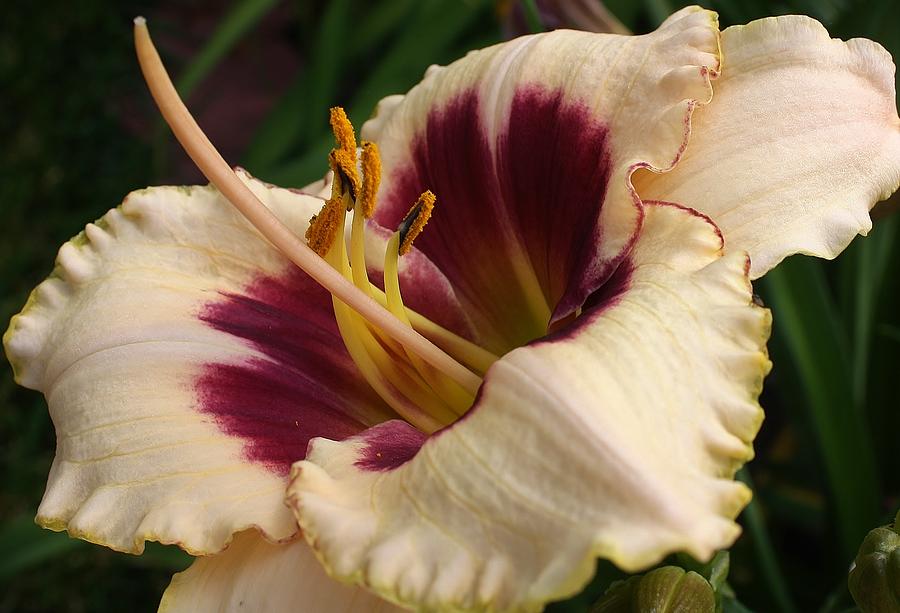 Nature Photograph - Eye Catcher Lily by Bruce Bley