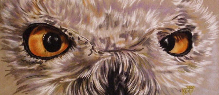 Snowy Owl Glower Pastel by Barbara Keith