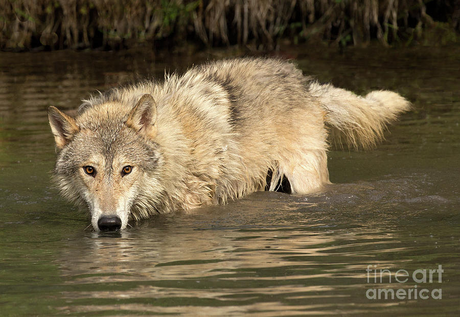 Gray Wolf Drinks Photograph by Art Cole