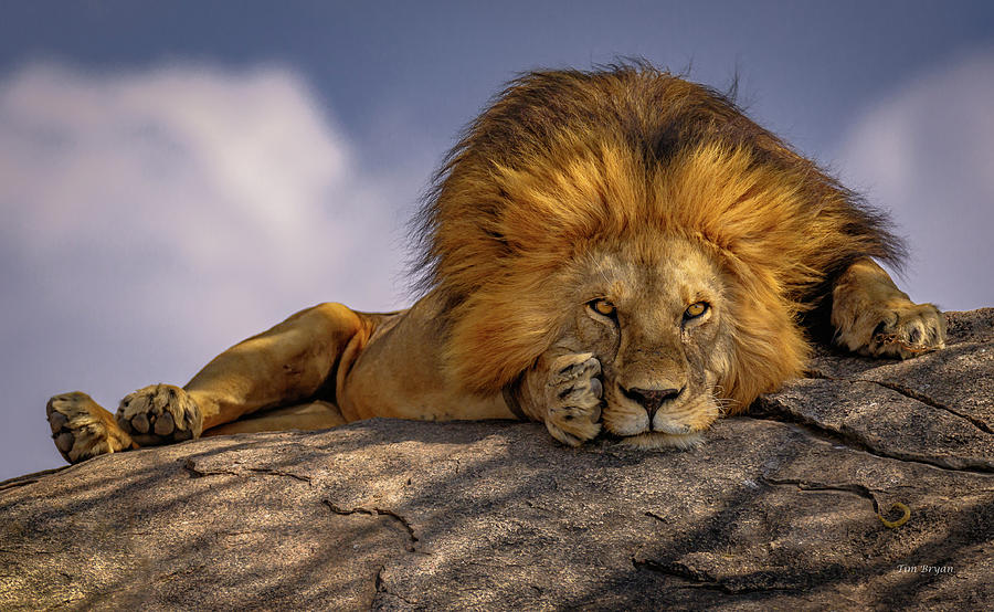 Wildlife Photograph - Eye Contact on the Serengeti by Tim Bryan