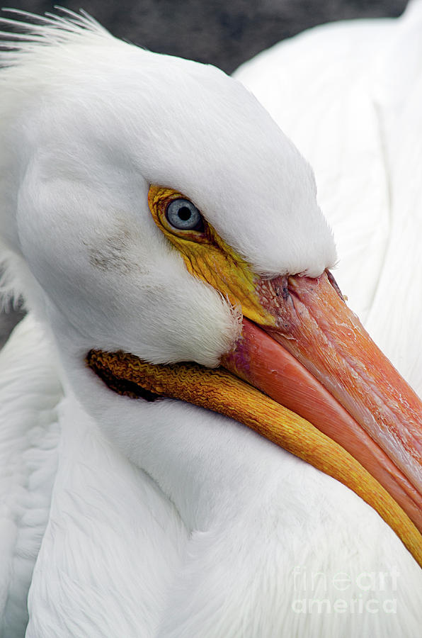 Eye contact by Spade Photo Eye contact by Spade Photo
