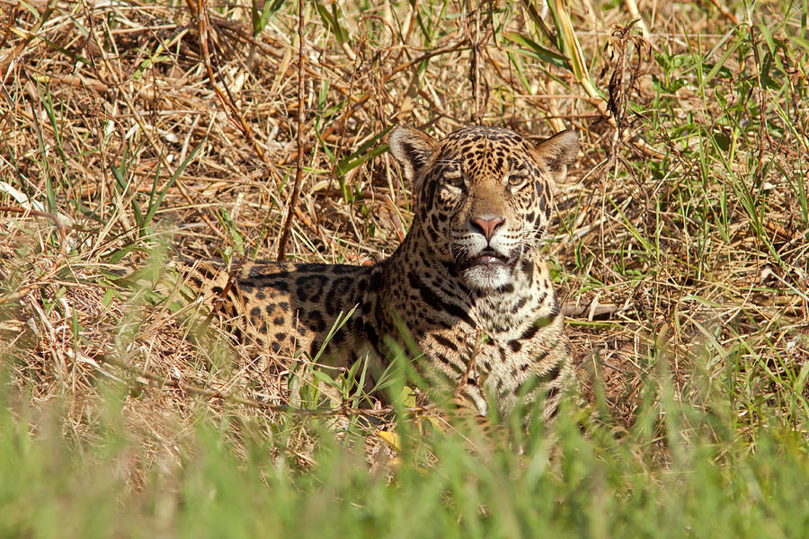 Eye Contact with Jaguar Photograph by Aivar Mikko