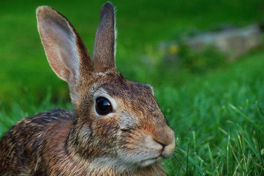 Eye-contact with the Rabbit Photograph by Asbed Iskedjian