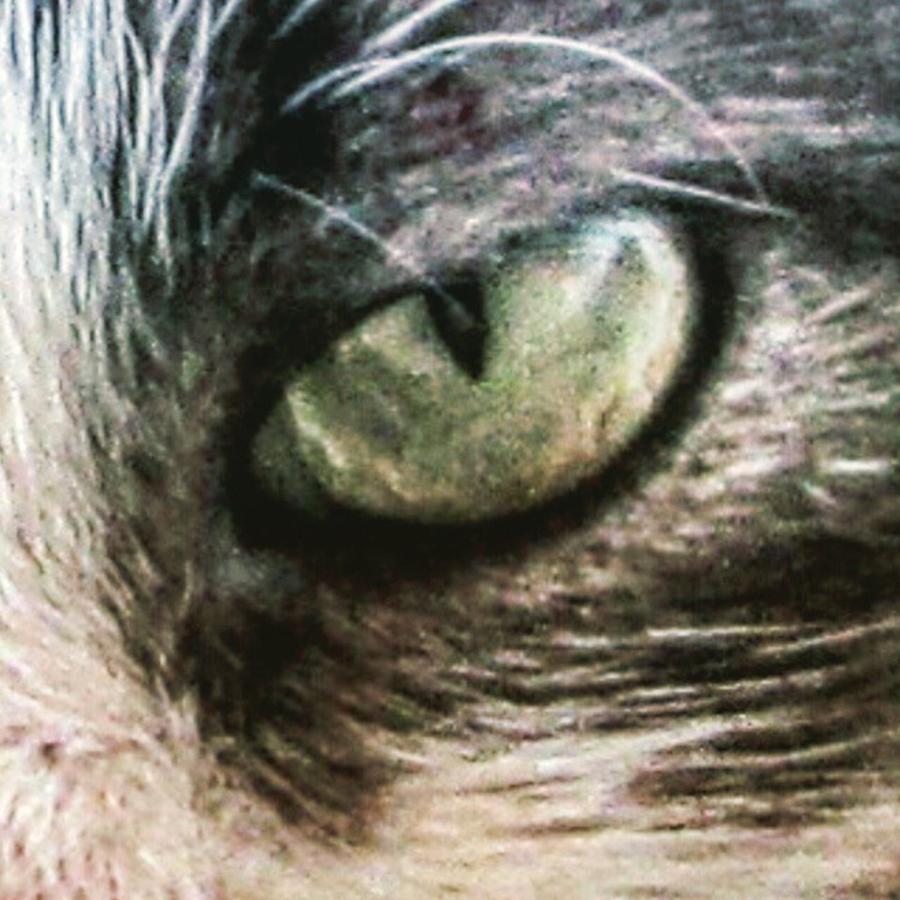 Animal Photograph - #eye #eyes #cat #cats #tagsforlikes.com by Viaruss Ut-Gella