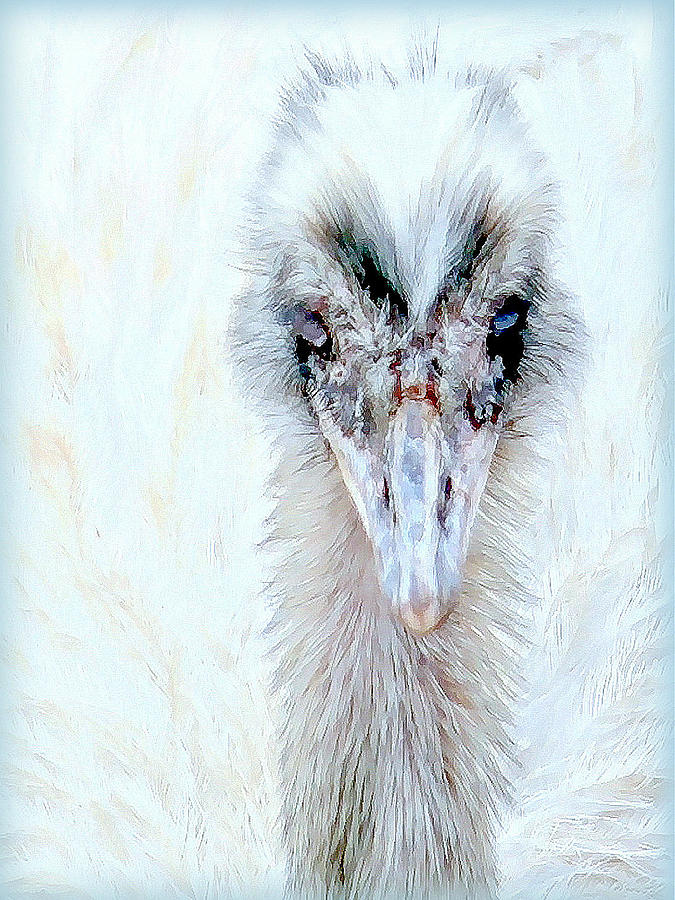 Emu Photograph - Eye For An Eye by Faith Williams