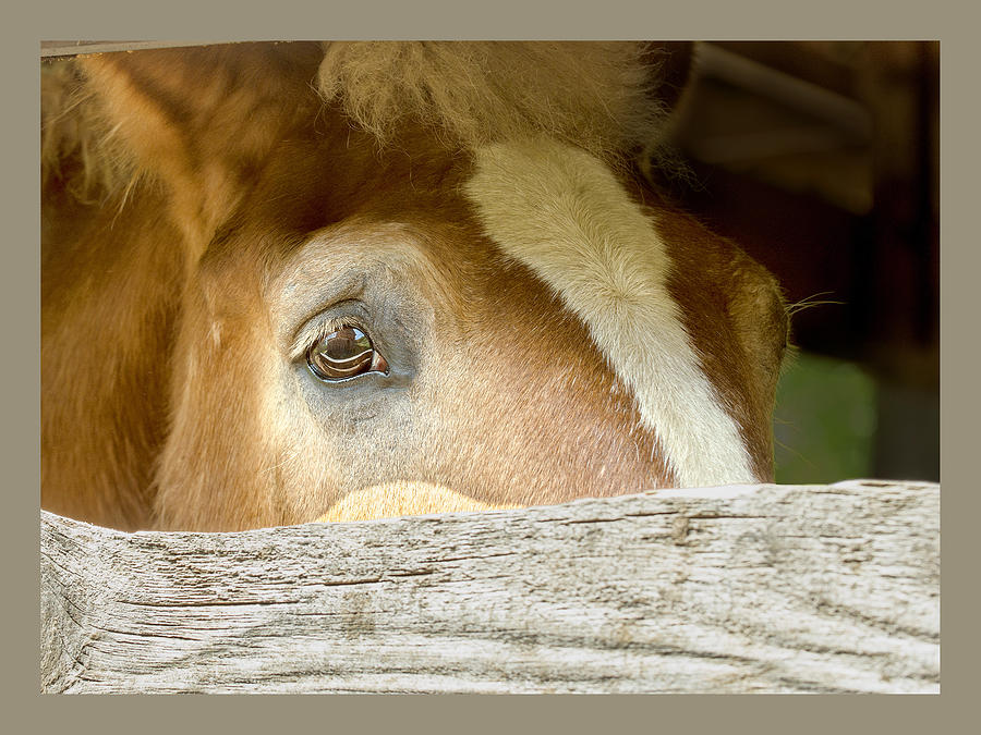 Horse Photograph - Eye For My Farm by Laura Ducceschi