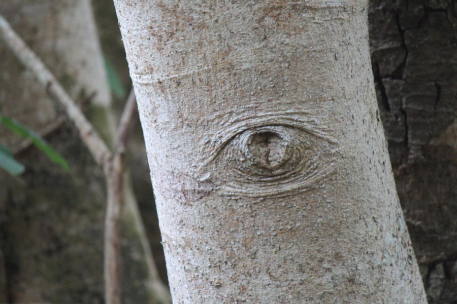 Eye in the Tree, Sri Lanka Photograph by Jennifer Mazzucco